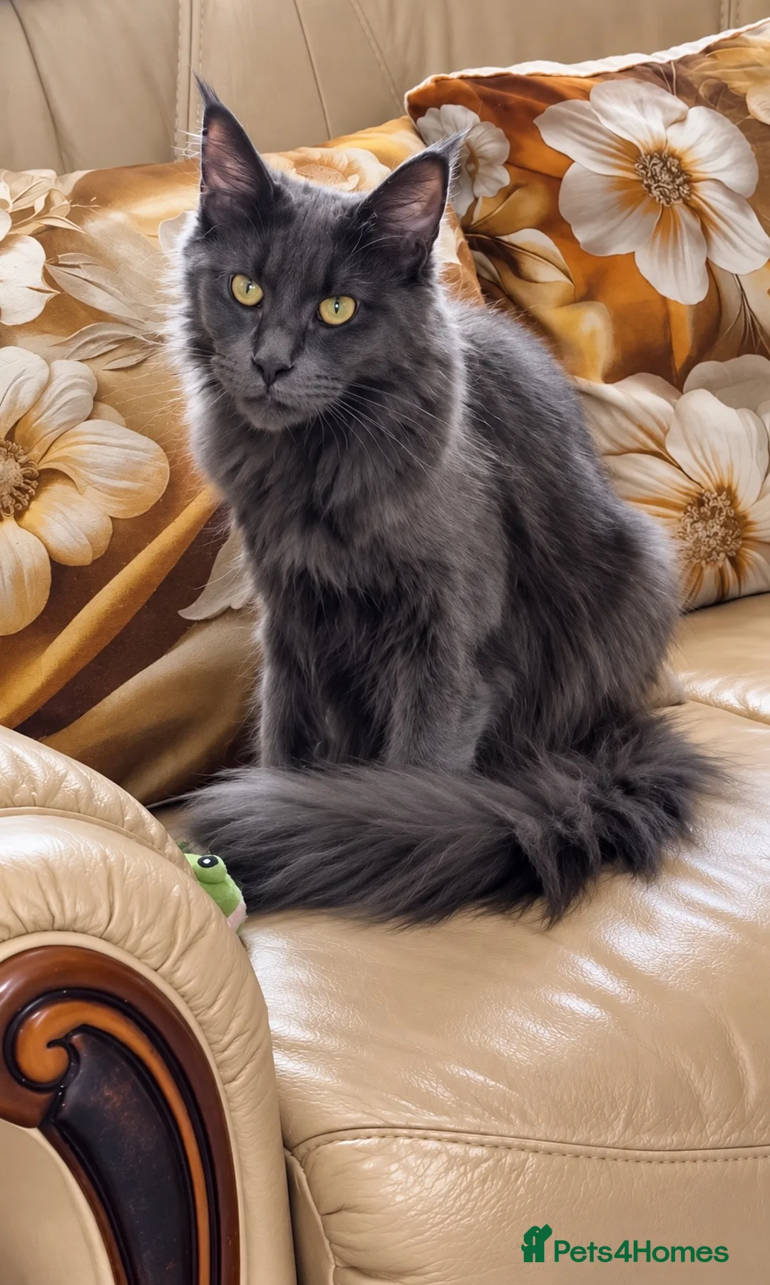Maine Coon cats for sale: Pure Maine Coon kittens for sale  in Mansfield - Advert 15