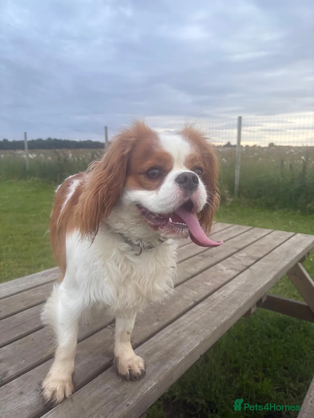 Cavalier King Charles Spaniel dogs for stud: Cavalier King Charles Spaniel available for Stud - Advert 1