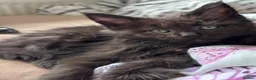 Maine Coon cats for sale: 🐾 BEAUTIFUL BLACK SMOKE MAINE COON KITTENS 🐾 - Advert 22