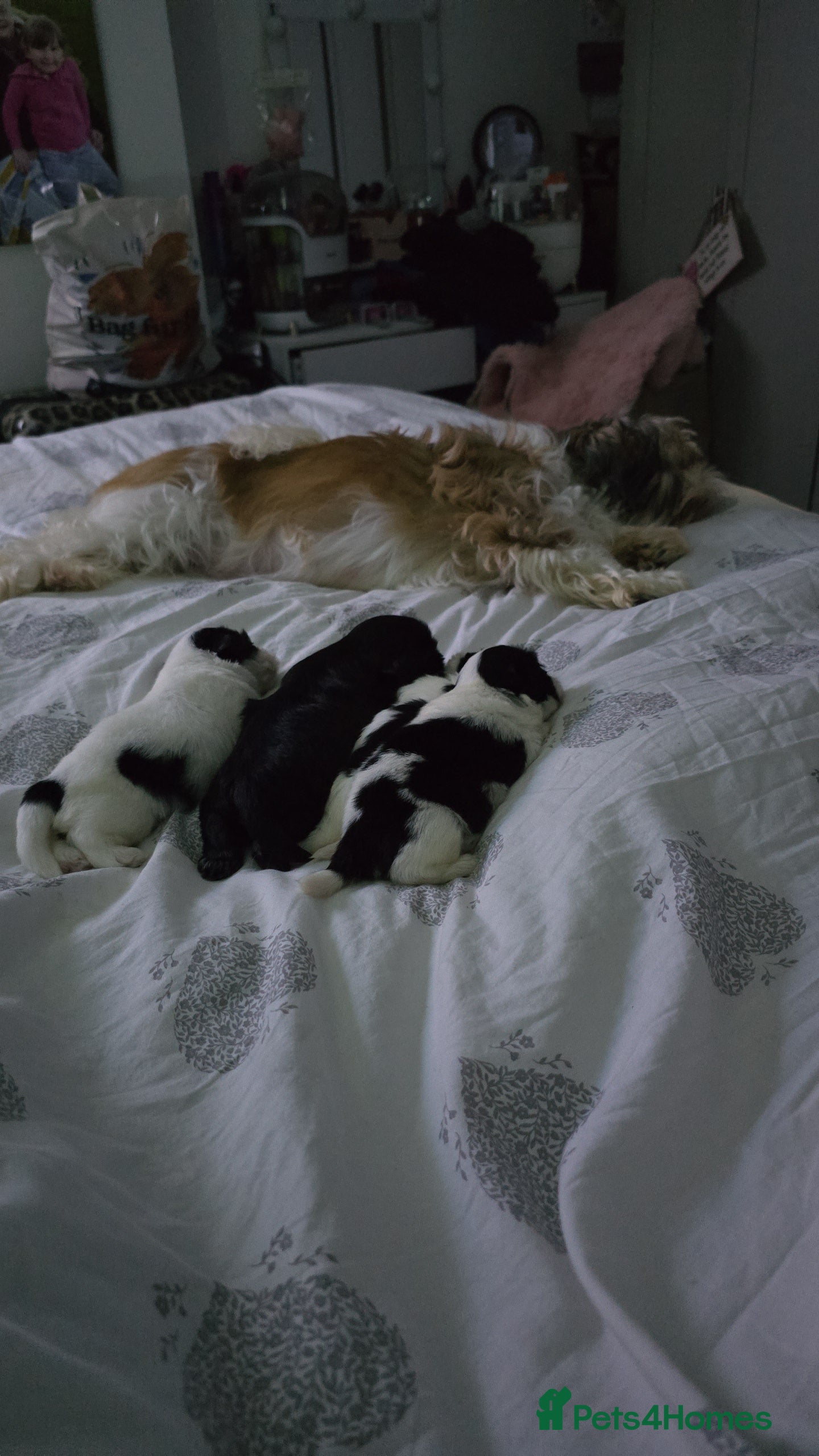 Shih Tzu dogs Beautiful shihtzu puppies - Advert 15