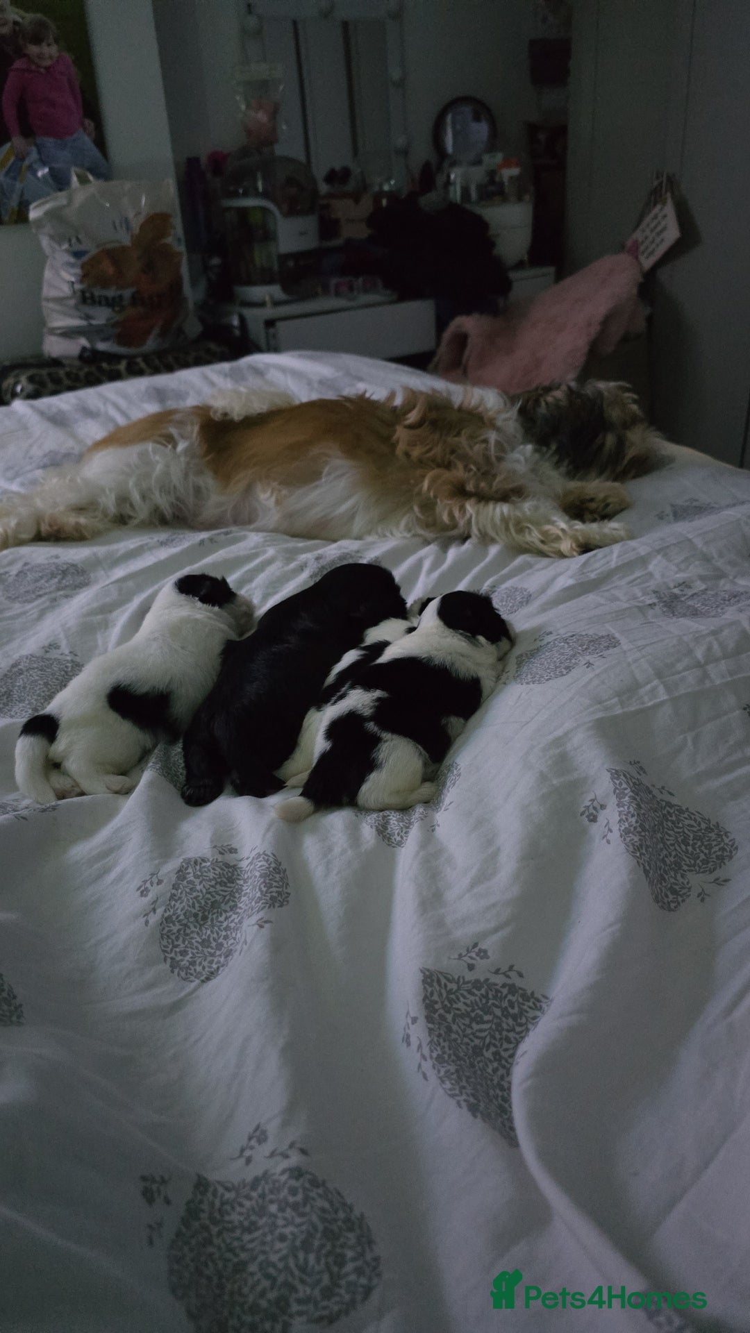 Shih Tzu dogs for sale: Beautiful shihtzu puppies - Advert 1