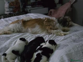 Shih Tzu dogs Beautiful shihtzu puppies - Advert 7