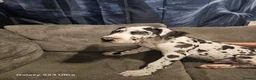 Great Dane dogs for sale: Male harlequin for sale - Advert 3