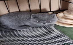British Shorthair cats for sale: 3 Left Blue BSH Kittens Healthy GCCF Pedigree  - Image 30