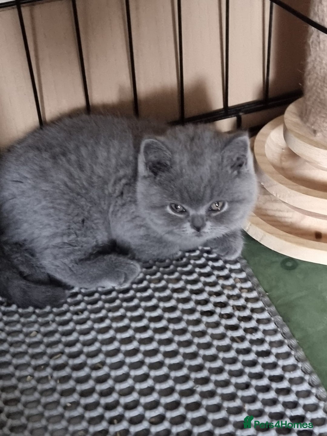 British Shorthair cats for sale: 3 Left Blue BSH Kittens Healthy GCCF Pedigree  - Image 30