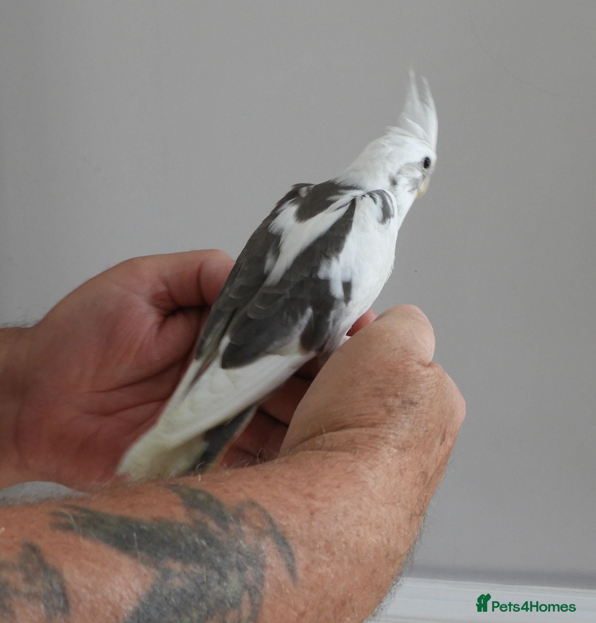 Cockatiels birds Hand Reared Cockatiels  - Advert 3