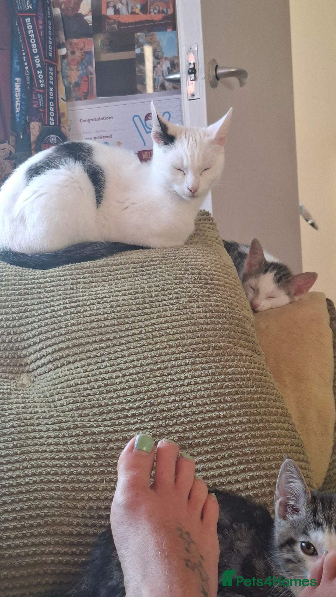 Mixed Breed cats  Kitten and 1 year old mum. - Advert 1