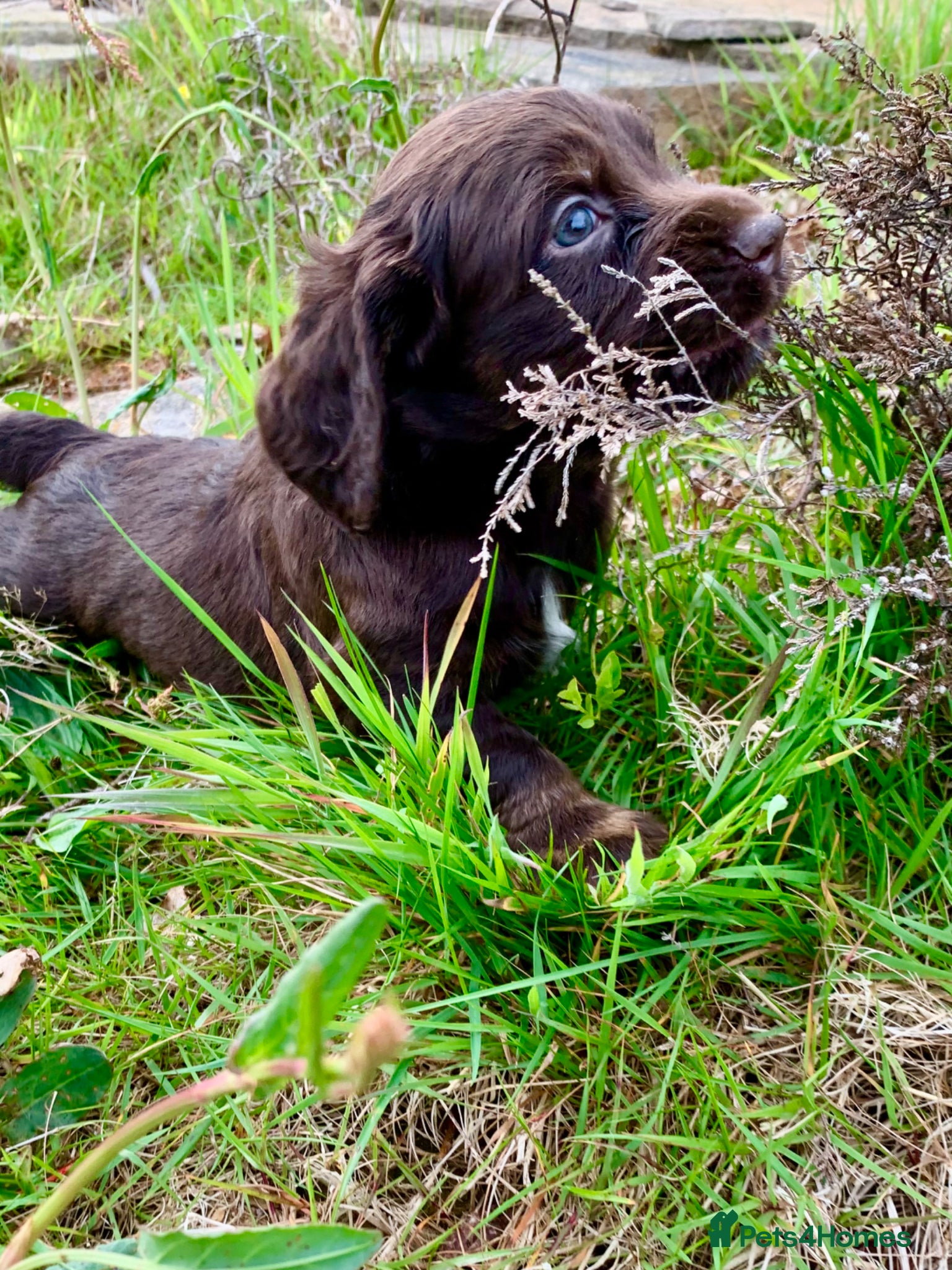 Cocker Spaniel dogs Sired from British Champion - Advert 5