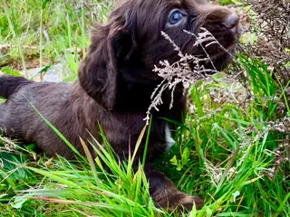 Cocker Spaniel dogs Sired from British Champion - Advert 5