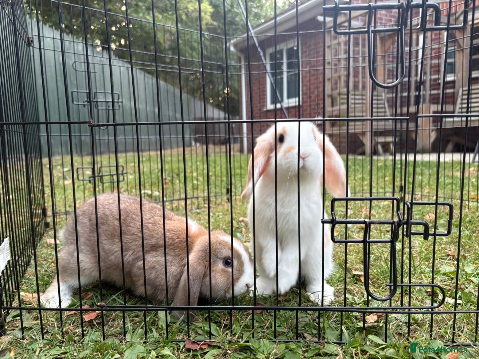 Mini Lop rabbits Beautiful mini lop babies  - Advert 1
