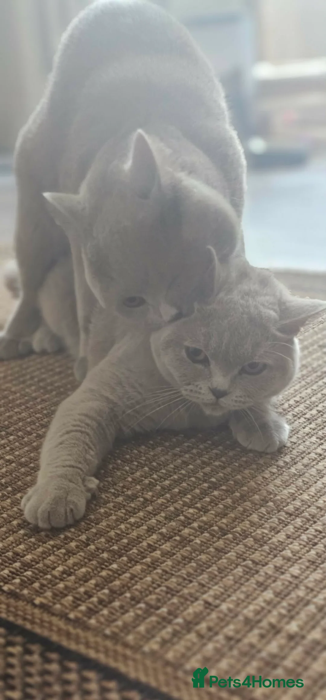 British Shorthair cats for stud: GCCF British Shorthair STUD - Advert 8