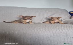 Jack Russell dogs for sale: Miniature jack Russell's only 3 available now - Image 18