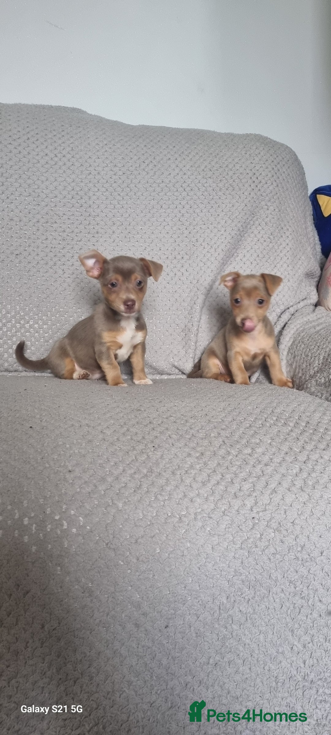 Jack Russell dogs for sale: Miniature jack Russell's only 3 available now - Image 18