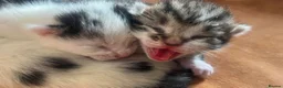 Bengal cats for sale: Two Tabby’s girls to go together preferably  in Doncaster - Advert 10