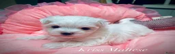 Maltese dogs for sale: ✨Outstanding kc registered Korean Maltese puppies✨ - Advert 5
