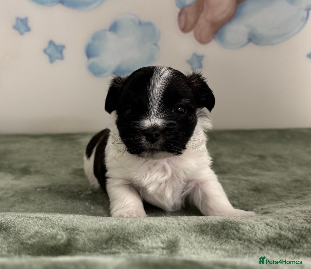 Mixed Breed dogs for sale: Tiny Terrier mix puppies  - Advert 6