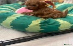 Cavapoo dogs for sale: Red cavapoo babies, both parent DNA tested - Image 7