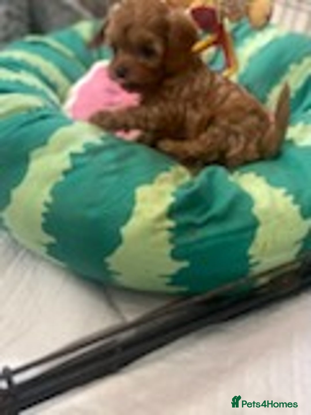 Cavapoo dogs for sale: Red cavapoo babies, both parent DNA tested - Image 7