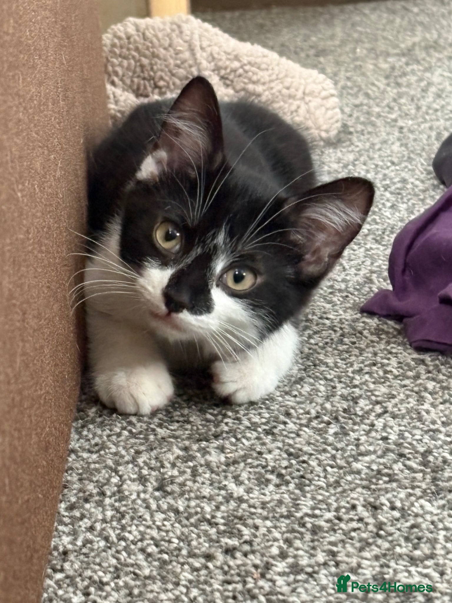 Mixed Breed cats Gorgeous boy - Advert 1