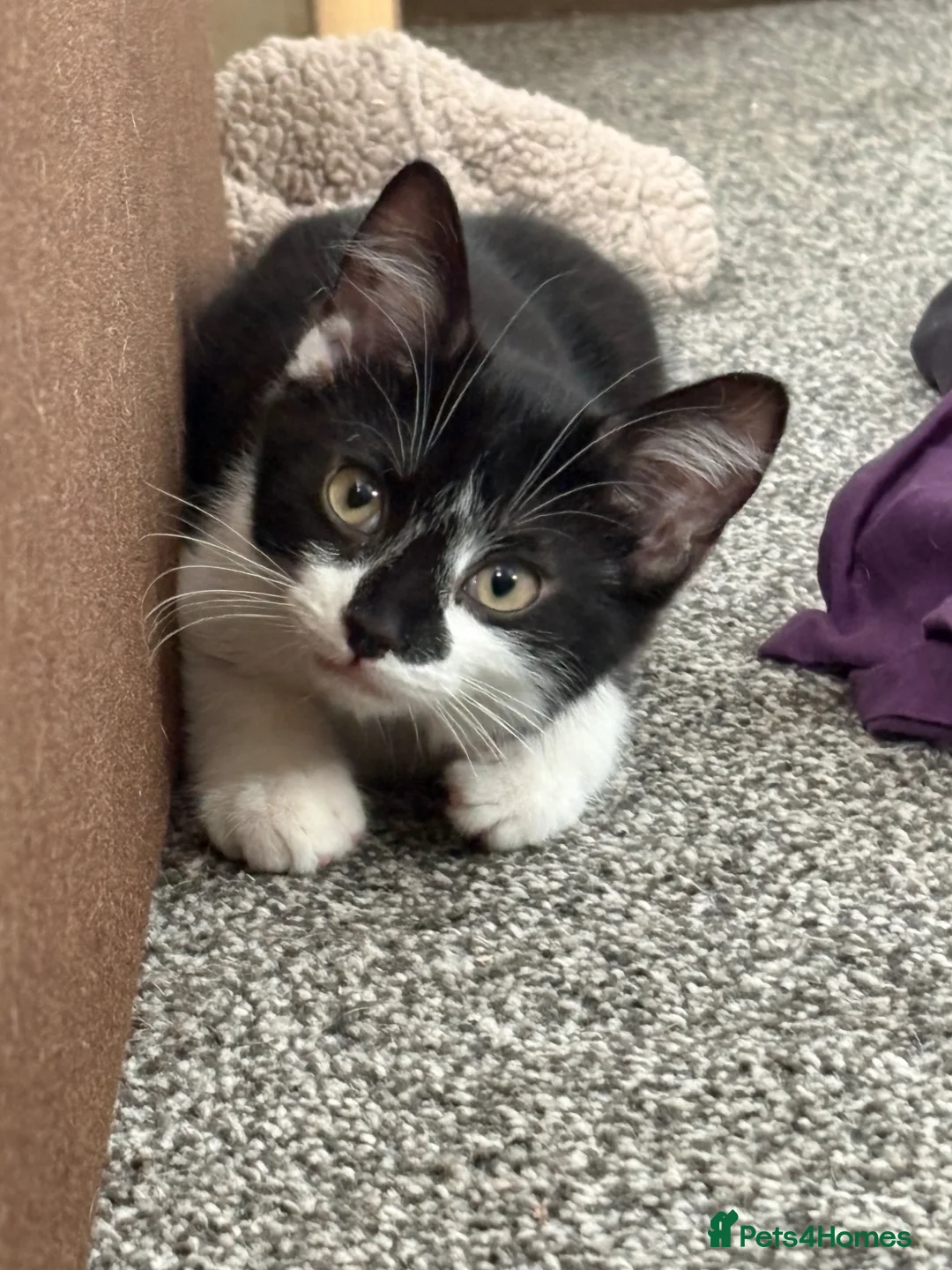 Mixed Breed cats for sale: Gorgeous boy - Advert 1