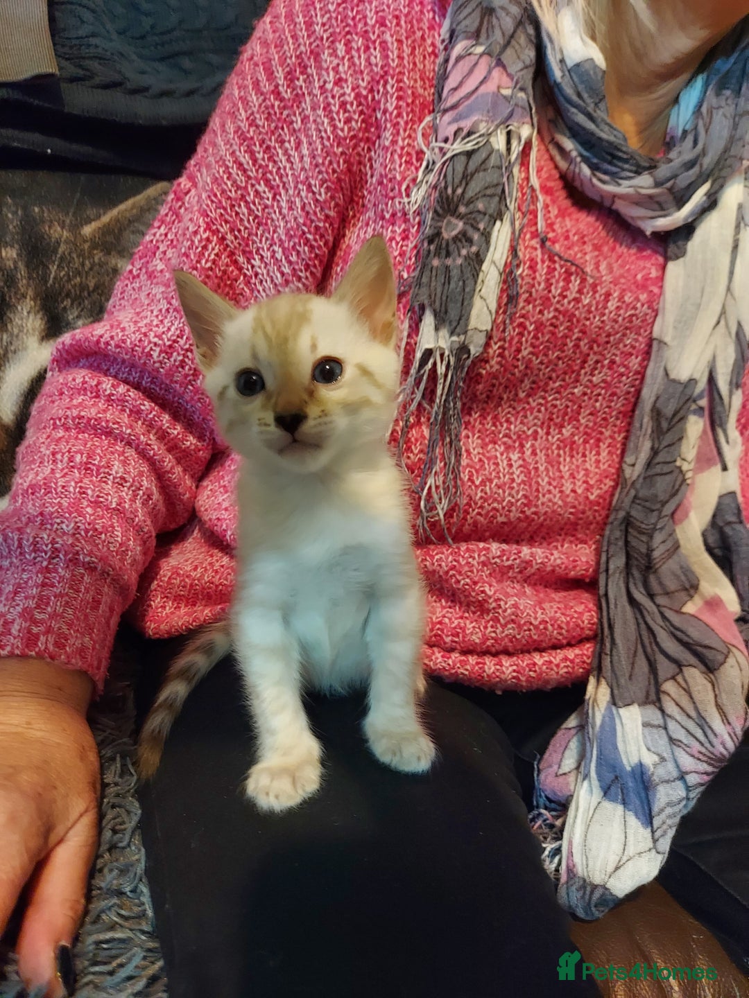 Bengal cats for sale: Snow Lynx Bengal Kittens - Advert 5