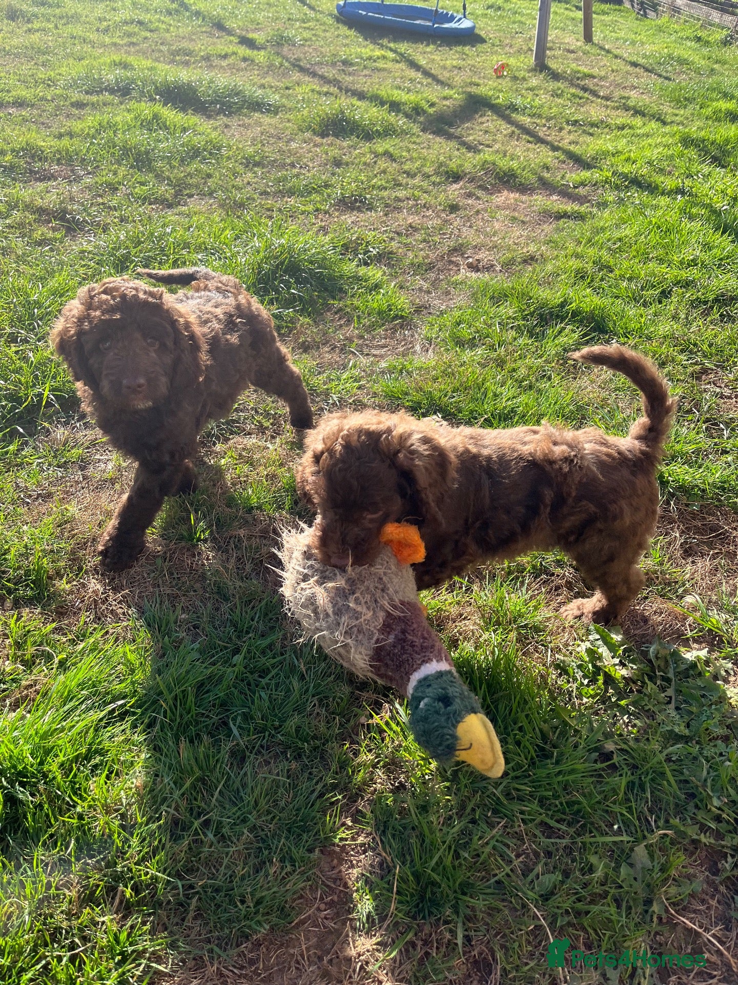 Goldendoodle dogs Gorgeous Goldendoodle males - ready now! - Advert 2