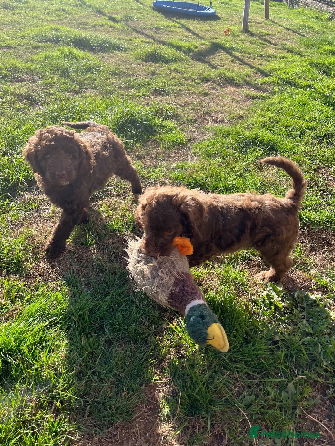 Goldendoodle dogs for sale: Gorgeous Goldendoodle males - ready now! in Taunton - Advert 2