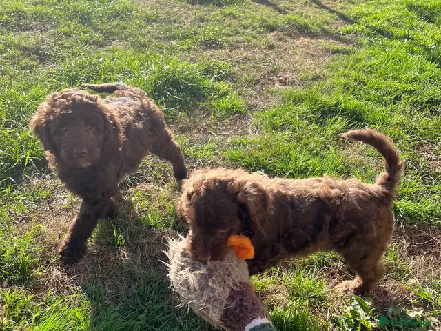 Goldendoodle dogs Ready Now - Goldendoodle males - Advert 2