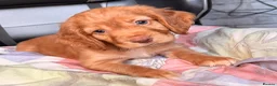 Cocker Spaniel dogs for sale: KC GOLDEN WORKING COCKERS HEALTH TESTED PARENTS !! - Advert 5