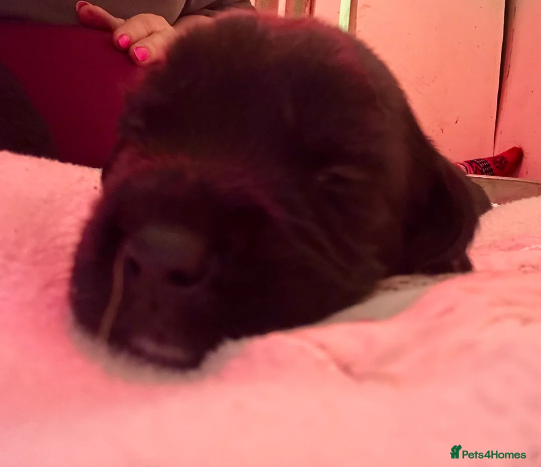 Cockerdor dogs for sale: Beautiful Cockerdors - Advert 5