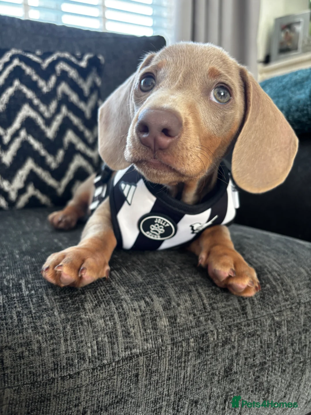 Miniature Dachshund dogs for stud: Beautiful Blue 💙 Miniature Dachshund Stud  in Gateshead - Advert 8