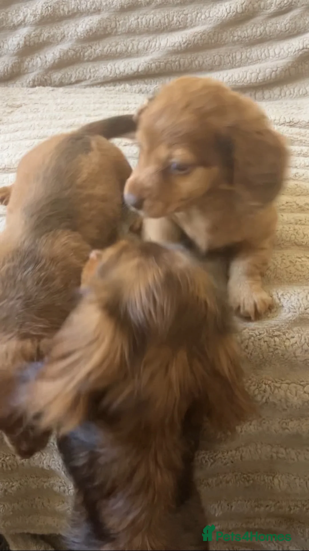 Miniature Dachshund dogs for sale: 2 stunning long hair pups  - Advert 7