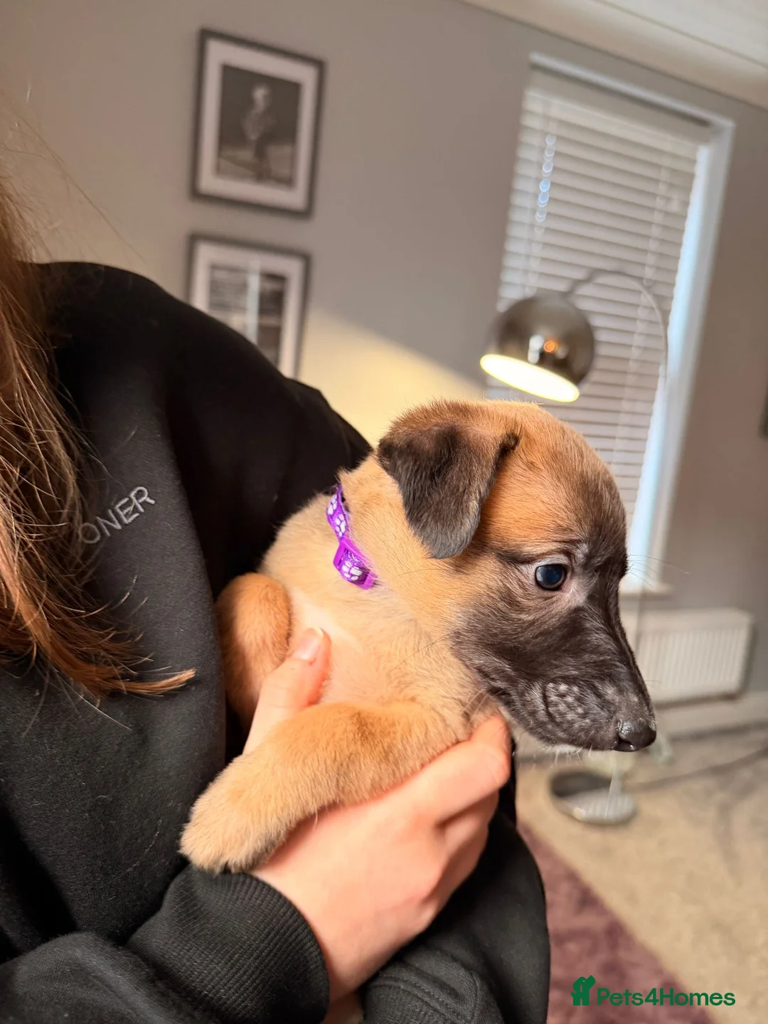 Mixed Breed dogs for sale: All Girls Greyhound/Whippet/Lurcher Cross Puppies! - Advert 10