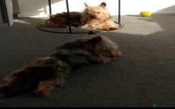 Chorkie dogs for sale: Chorkies - Image 1