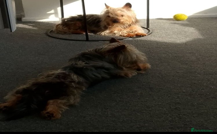Chorkie dogs - Advert 1