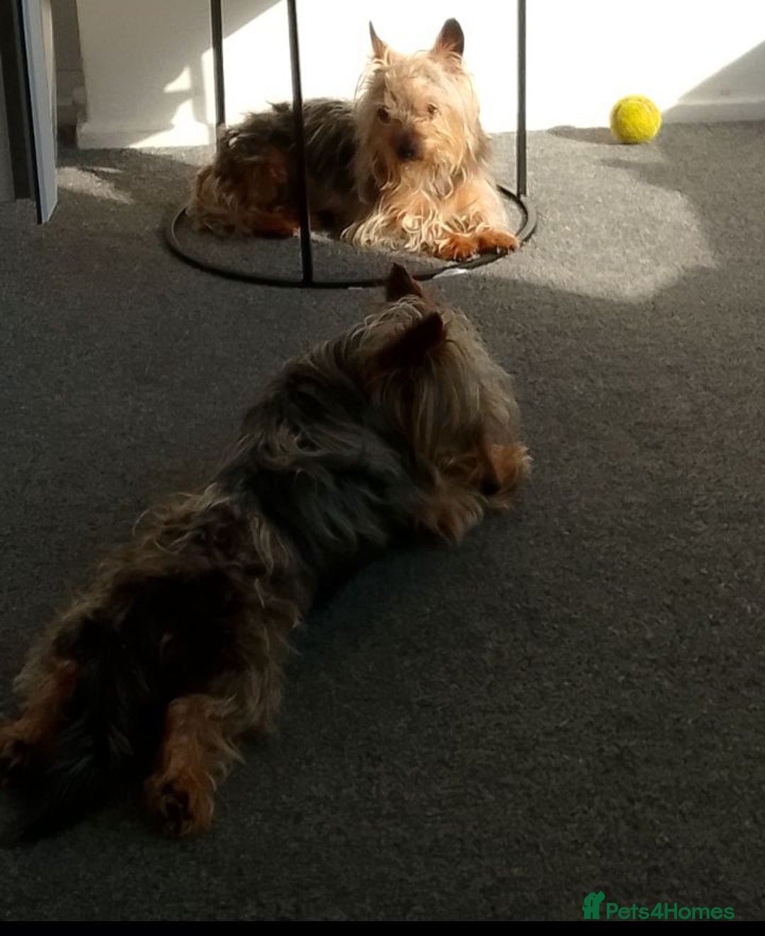 Chorkie dogs for sale: Chorkies - Image 1