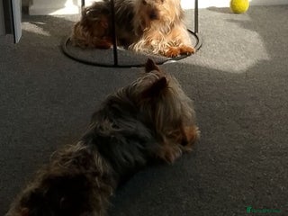 Chorkie dogs - Advert 12