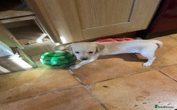 Goldador dogs for sale: Glorious and Galiant Goldador puppies for sale! - Advert 10