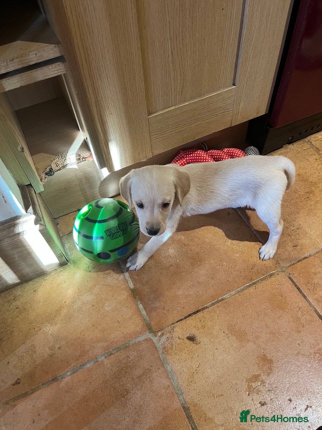 Goldador dogs for sale: Glorious and Galiant Goldador puppies for sale! - Advert 10