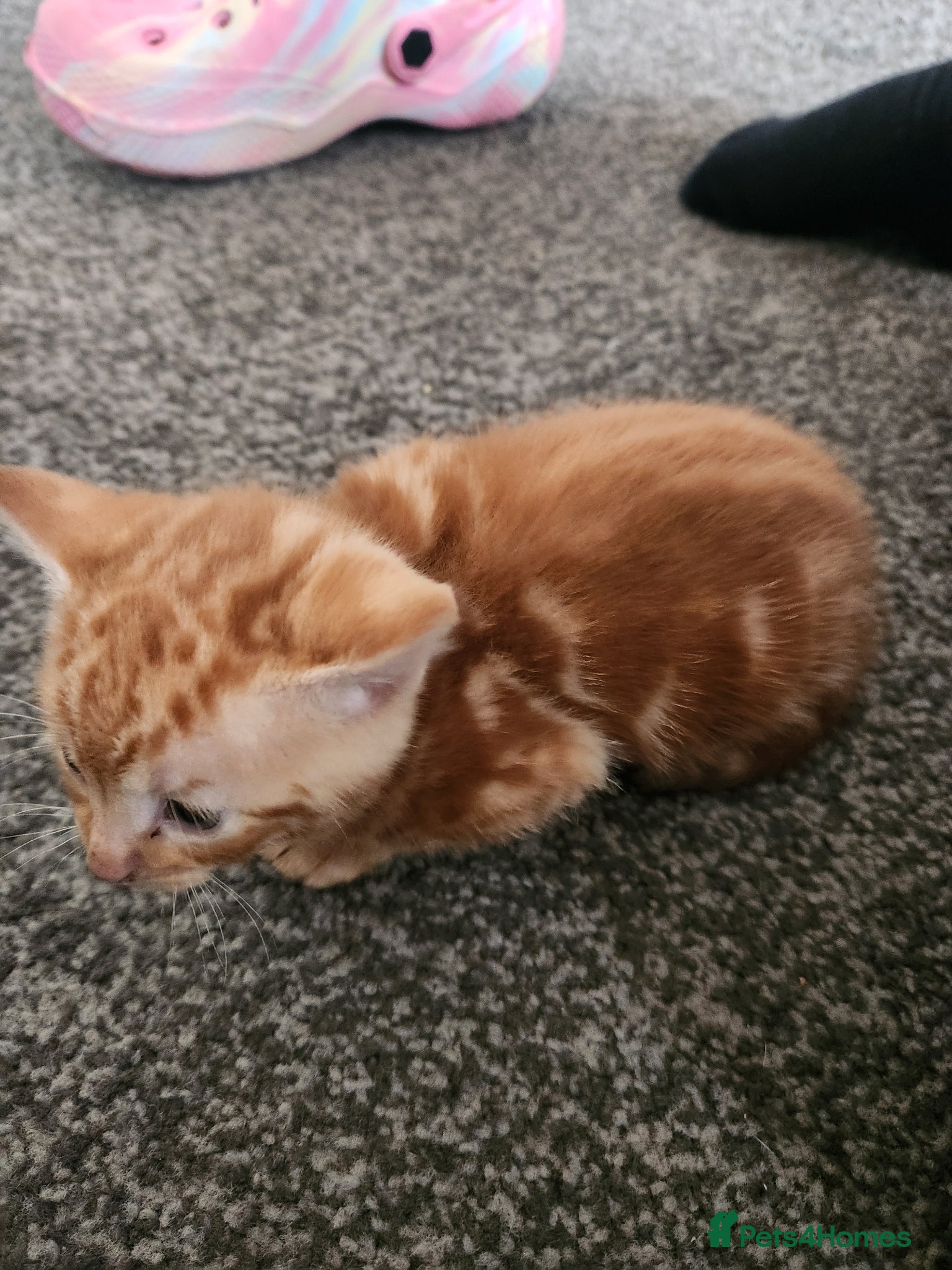 Mixed Breed cats Ginger kitten female - Advert 4