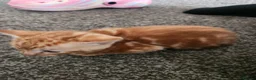 Mixed Breed cats for sale: Ginger kitten female - Advert 1