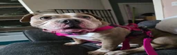 Dorset Olde Tyme Bulldogge dogs for sale: Gorgeous bulldog for rehoming - Advert 2