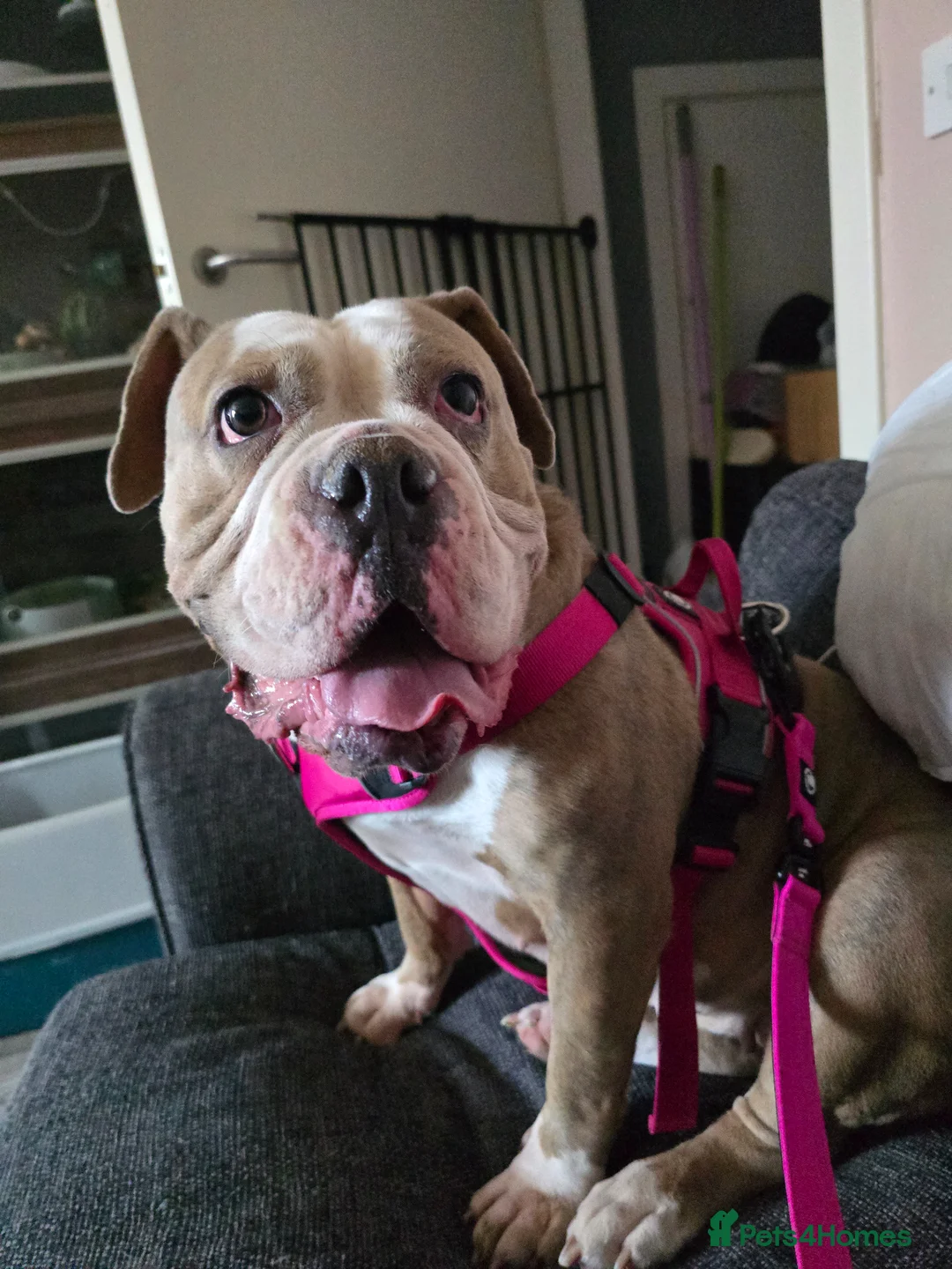 Dorset Olde Tyme Bulldogge dogs for sale: Gorgeous bulldog for rehoming - Advert 2