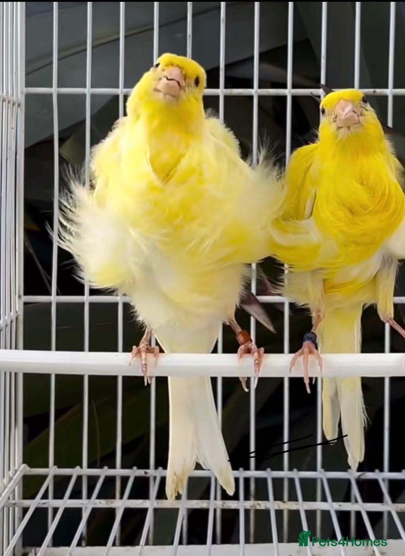 Canaries birds Southern Dutch Frill Canary pair - Advert 9