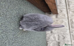 Netherland Dwarf rabbits for sale: Netherland dwarf rabbits for sale  in Leeds - Image 13