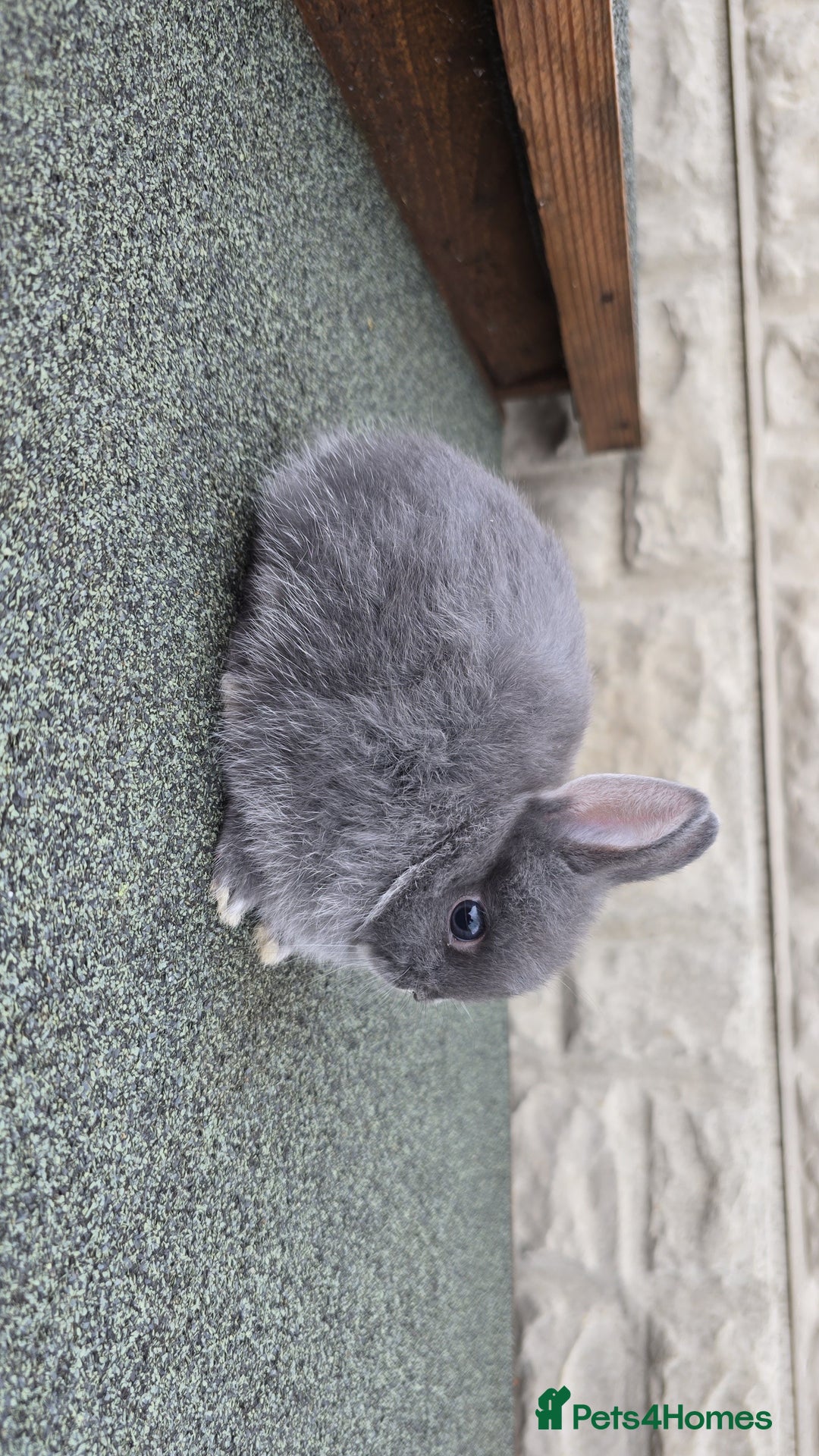 Netherland Dwarf rabbits for sale: Netherland dwarf rabbits for sale  in Leeds - Image 13