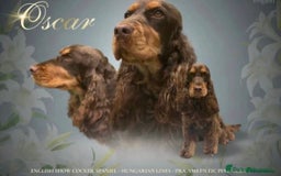 Cocker Spaniel dogs for sale: Beautiful show cockers  - Image 6