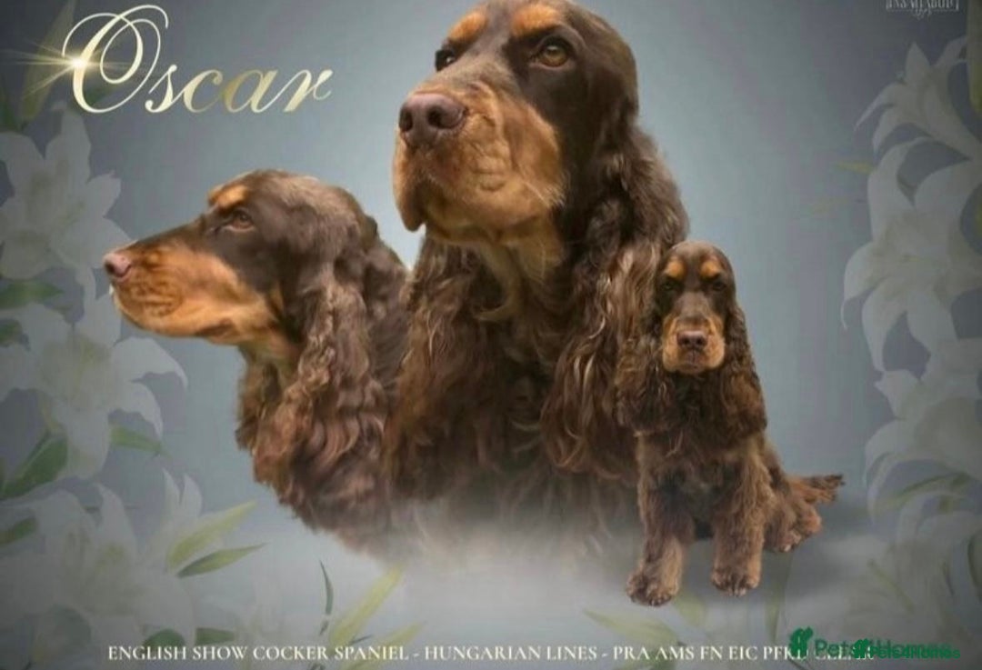 Cocker Spaniel dogs for sale: Beautiful show cockers  - Image 6