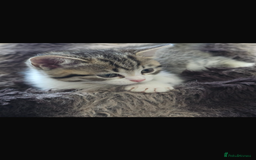 Bengal cats for sale: KITTENS READY TO GO!!!💓🐈🏡 - Image 11