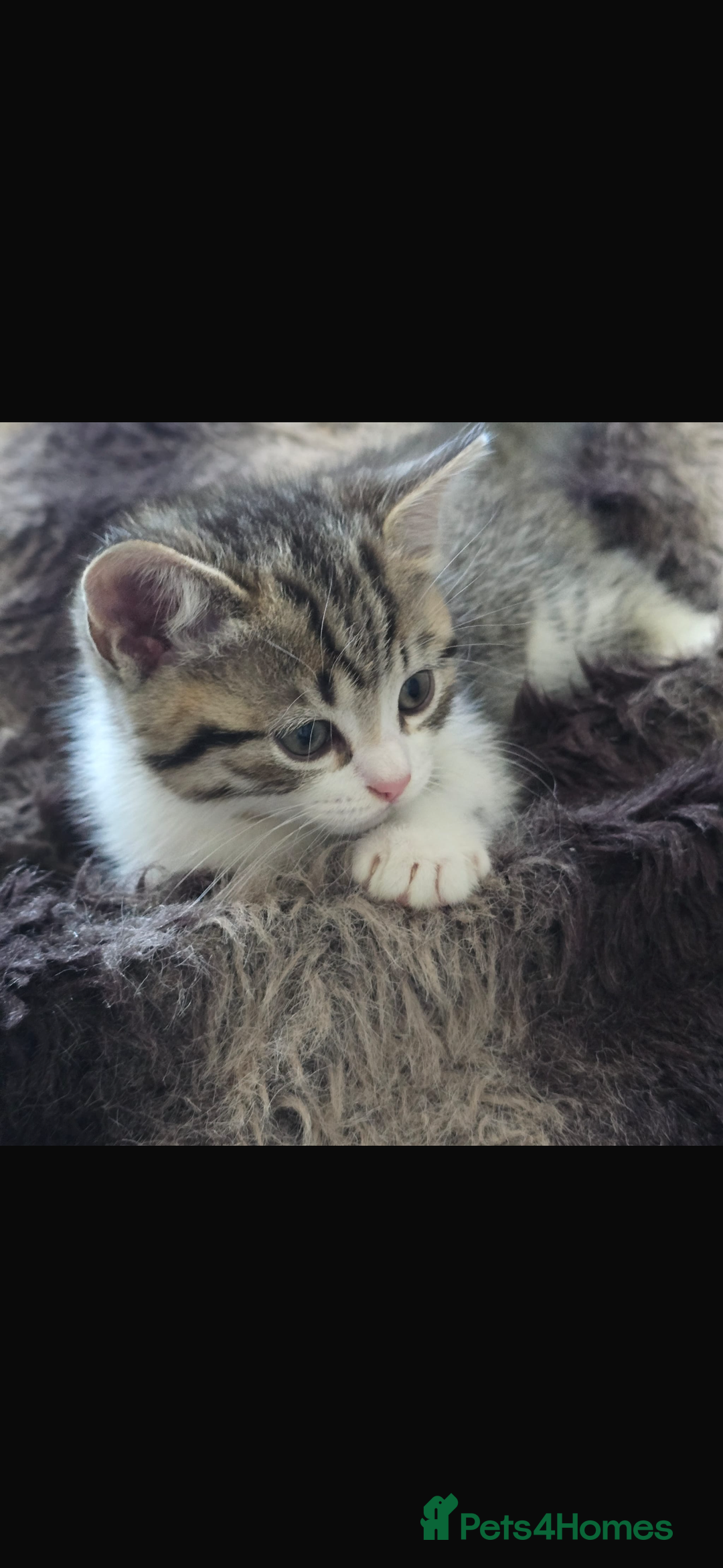 Bengal cats for sale: KITTENS READY TO GO!!!💓🐈🏡 - Image 11